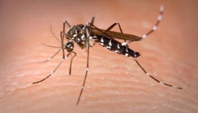 Muỗi sống được bao lâu - diệt muỗi tận gốc 2016