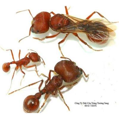 Tác hại của kiến và biện pháp xử lý côn trùng kiến
