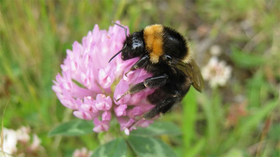 Loài ong nghệ lông ngắn được bảo tồn thành công