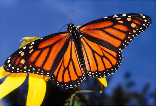 Cứ vào khoảng tháng 8 hàng năm, Bướm Monarch lại di cư