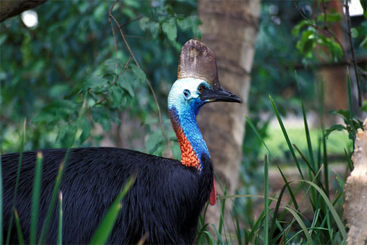 Giới thiệu 10 động vật trong rừng nhiệt đới