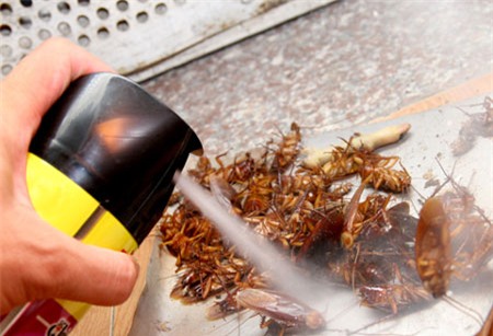Dùng thuốc diệt côn trùng sao cho không hại sức khỏe.