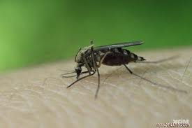 Muỗi và ấu trùng muỗi - diệt muỗi tận gốc năm 2016