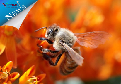 Sự suy giảm của loài ong.Lời giải khó