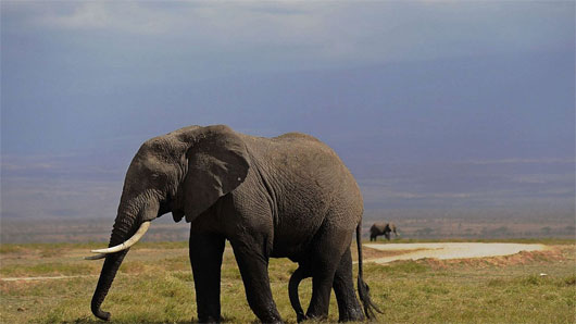 Loài voi châu Phi có thể phân biệt giọng nói của người