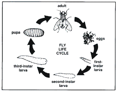 Diệt côn trùng Tây Ninh hướng dẫn cách diệt ruồi