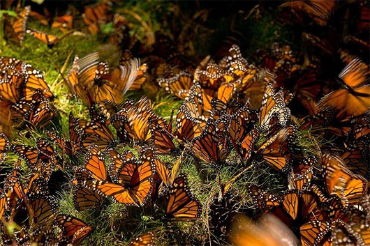 Choáng ngợp cảnh tượng hàng tỷ bướm vua di cư