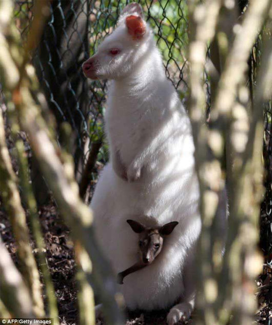 Chuột túi mẹ màu trắng sinh con màu nâu