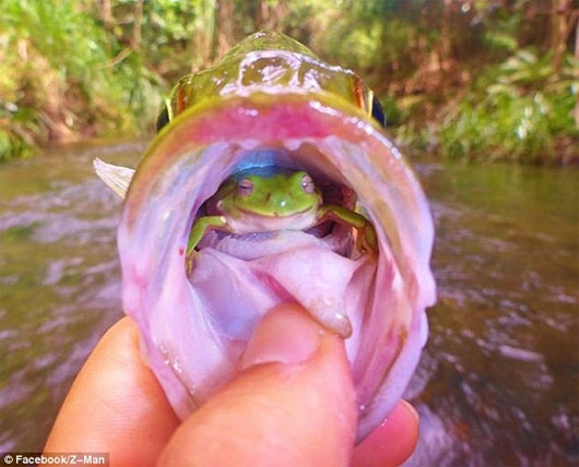 Kỳ lạ ếch “làm tổ” trong cổ họng cá