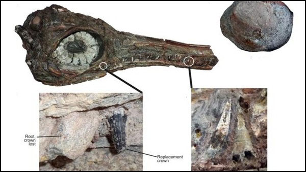 Bất ngờ phát hiện hóa thạch của loài bò sát biển có 4 lỗ mũi