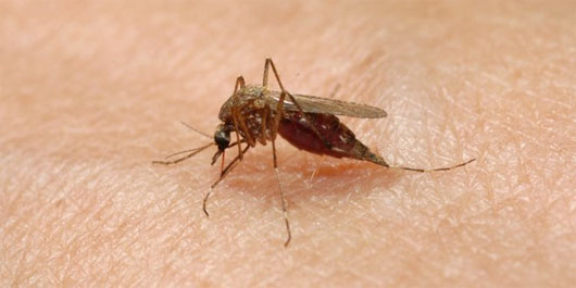Đại học California (Mỹ) cho biết đã tìm ra bốn chất diệt muỗi