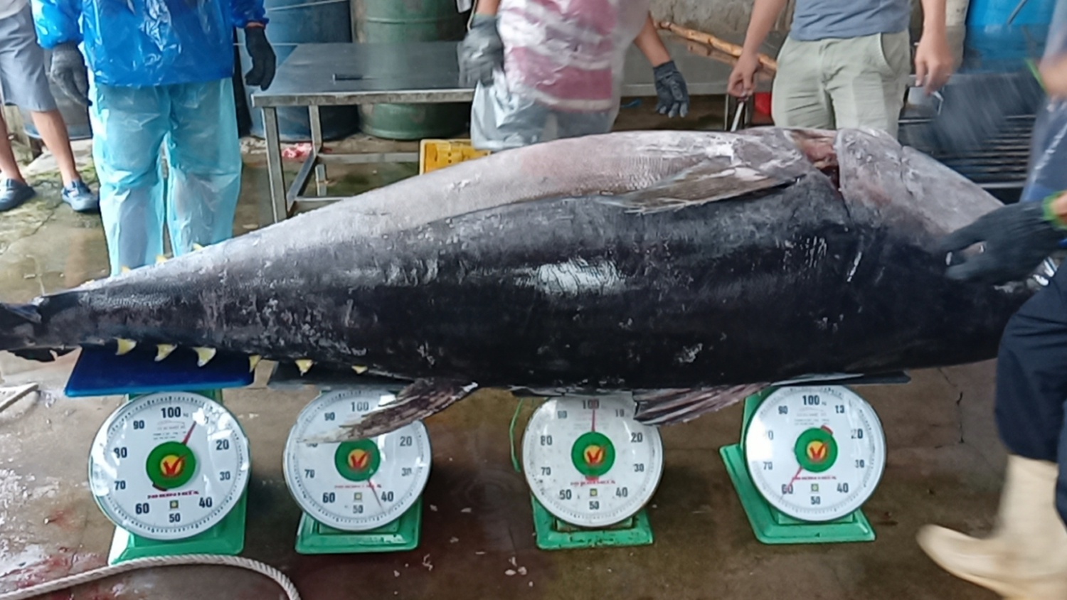 Con cá ngừ nặng 210 kg này được thương lái mua với giá hơn 30 triệu đồng