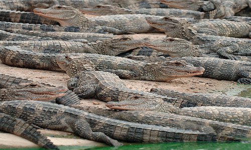 Cá sấu Trường Giang có thể dài hơn hai mét.