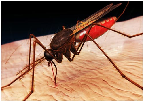 Hậu quả việc tự ý phun thuốc diệt muỗi làm tăng dịch bệnh 
