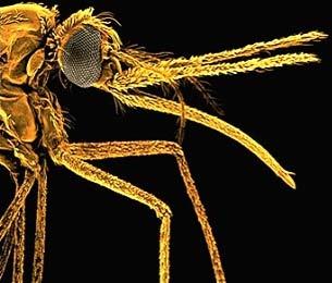 Dùng nấm thuần hoá muỗi truyền bệnh sốt rét