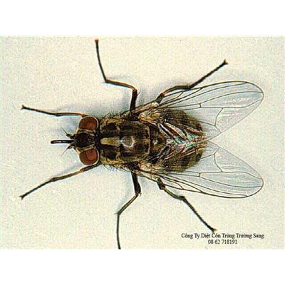 Tác hại của ruồi và biện pháp xử lý côn trùng ruồi