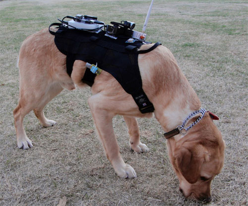Áo giáp công nghệ cao dành cho chó cứu hộ