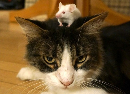 Khi nhiễm kí sinh trùng,chuột không sợ mèo