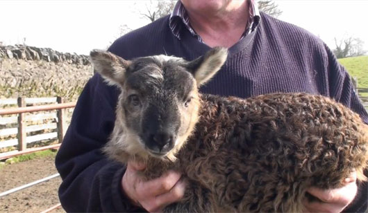 Cuộc giao phối giữa một con dê và một con cừu tại Ireland