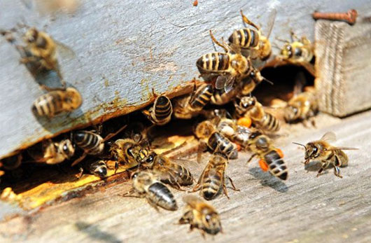 Loài ong biến mất thì con người cũng tuyệt chủng