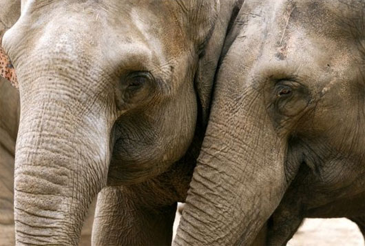 Loài voi biết an ủi đồng loại