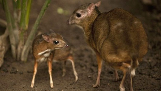 Loài hươu chuột Java là động vật có móng nhỏ nhất trên thế giới