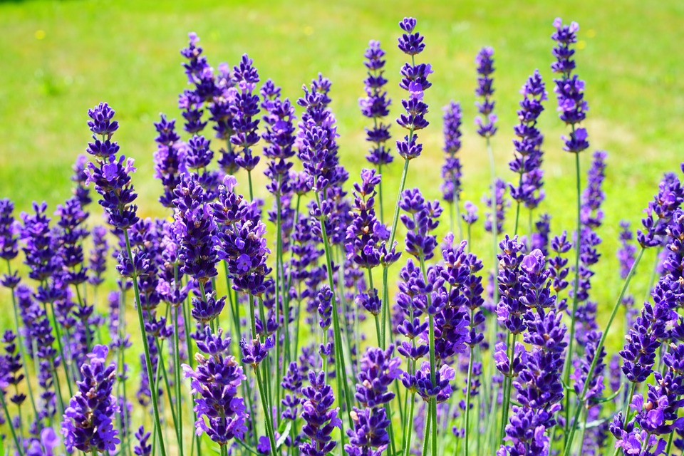 Lavender - một loại hoa nổi tiếng ở Đà Lạt và công dụng diệt muỗi vô cùng lợi ích