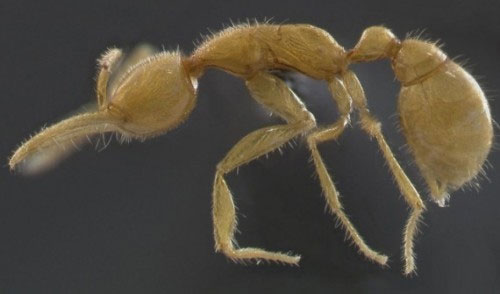 Những bí mật thú vị về loài kiến