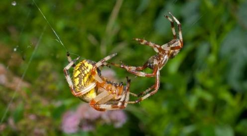 Những lối sống rất kỳ lạ của loài nhện
