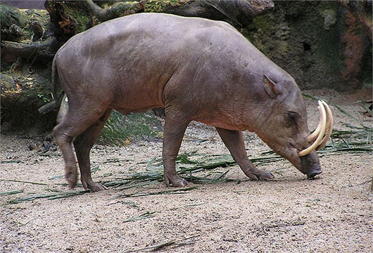 ở Indonesia: quái vật lợn có bộ dạng kỳ dị