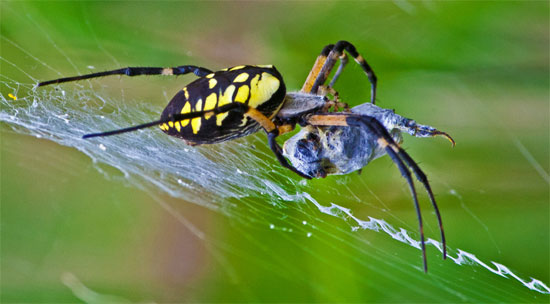 Mạng nhện cũng bắt được côn trùng