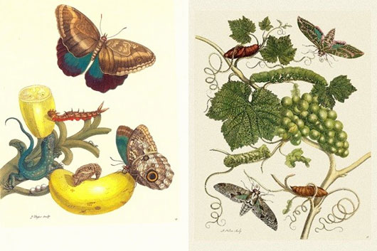 Giới thiệu cuốn sách du khảo về côn trùng của Maria Sibylla Merian