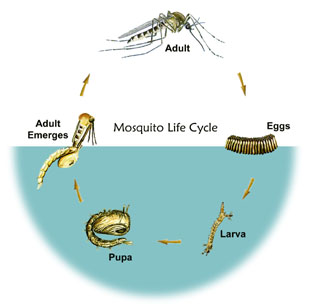 Diệt côn trùng Sài Gòn hướng dẫn cách diệt muỗi