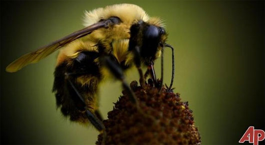 Khả năng công phá kinh hoàng của loài ong thây ma