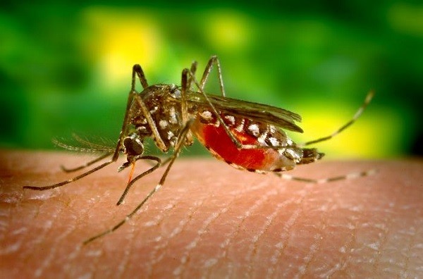 Tìm ra phương pháp mới để kiểm soát muỗi