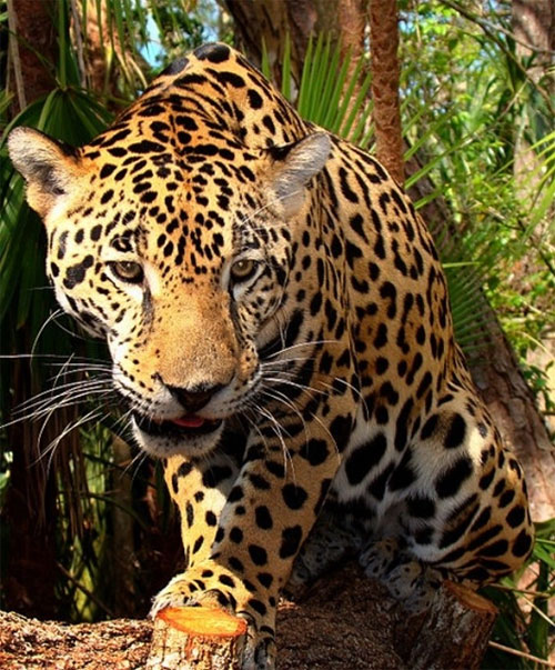 Thế giới động vật trong rừng nhiệt đới