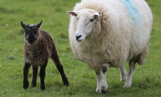 Cừu lai dê ra đời tại Ireland