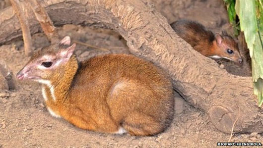 Kỳ lạ loài hươu chỉ bé bằng chuột hamster