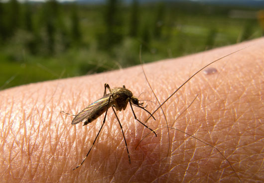 Tìm ra loại thuốc chống muỗi vừa hiệu quả vừa rẻ tiền