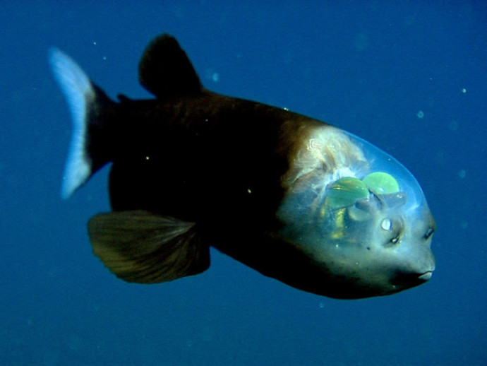Loài cá kỳ lạ có đầu nhìn xuyên thấu