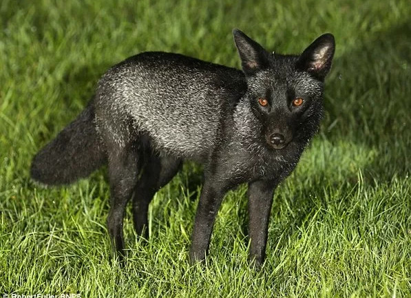 Loài cáo đen xui xẻo cực hiếm được tìm thấy ở Anh