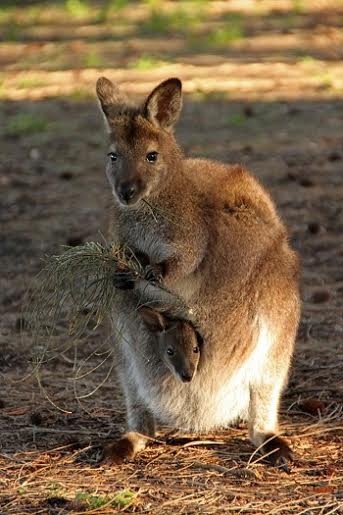 Kangaroo thuận tay trái