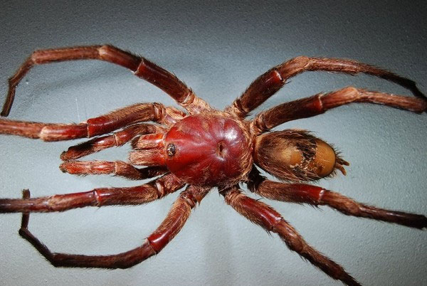 Xuất hiện của một loài nhện mới thuộc họ Tarantula