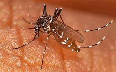 Sinh vật muỗi thuộc lớp côn trùng hợp thành họ Culicidae