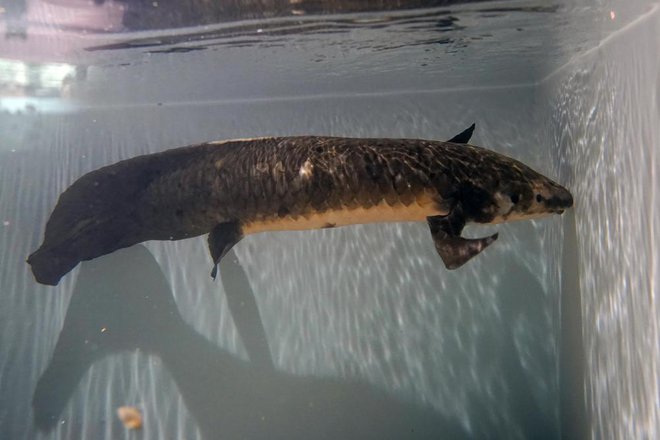 Con cá phổi Methuselah đến từ Australia sống lâu nhất thế giới