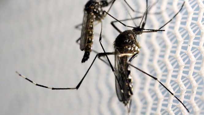 Côn trùng muỗi biến đổi gien có thể chống Zika