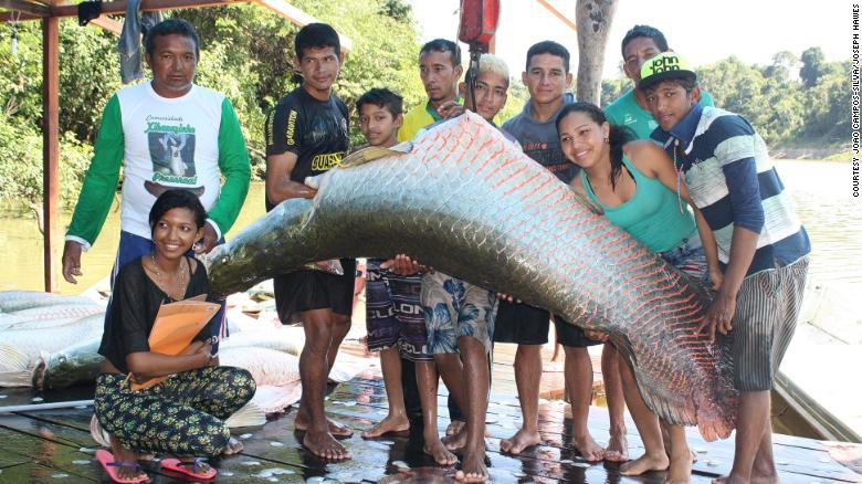 Số cá hải tượng long đã tăng trở lại nhờ các chương trình bảo tồn kết hợp với cộng đồng
