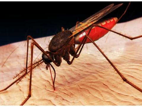 Hậu quả việc tự ý phun thuốc diệt muỗi làm tăng dịch bệnh 