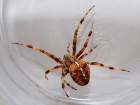 Vương quốc Anh "rùng mình" khi nhện độc lây lan cả nước