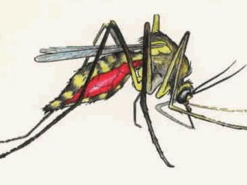 Cách diệt côn trùng muỗi, bắt muỗi hiệu quả tháng 11